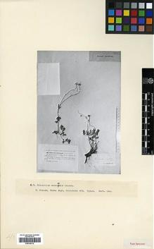 Type specimen at Edinburgh (E). Grossheim, Alexander: 263. Barcode: E00326732.