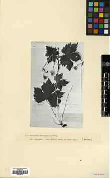 Type specimen at Edinburgh (E). Nordmann, Alexander (Davidovic) von: . Barcode: E00326733.