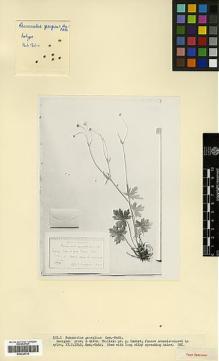 Type specimen at Edinburgh (E). Kemularia-Nathadze, L.M.: . Barcode: E00326736.
