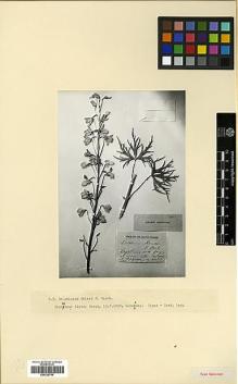 Type specimen at Edinburgh (E). Alexeenko, F: . Barcode: E00326749.