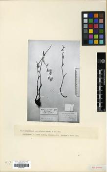 Type specimen at Edinburgh (E). Haussknecht, C.: . Barcode: E00326750.