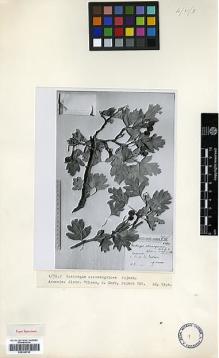 Type specimen at Edinburgh (E). Pojarkova, A.: 380. Barcode: E00326755.