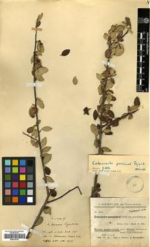 Type specimen at Edinburgh (E). Bornmüller, Joseph: 3515. Barcode: E00326759.