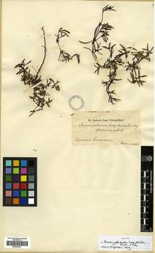 Type specimen at Edinburgh (E). Hohenacker, Rudolph: . Barcode: E00326762.