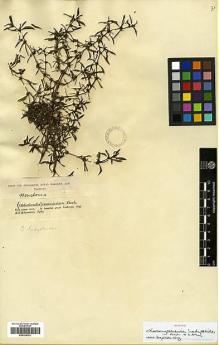 Type specimen at Edinburgh (E). Hohenacker, Rudolph: . Barcode: E00326763.