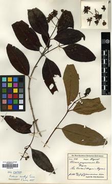 Type specimen at Edinburgh (E). Buchtien, Otto: 888. Barcode: E00326765.
