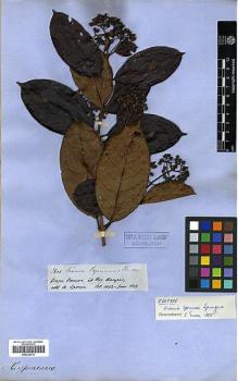 Type specimen at Edinburgh (E). Spruce, Richard: 2601. Barcode: E00326770.