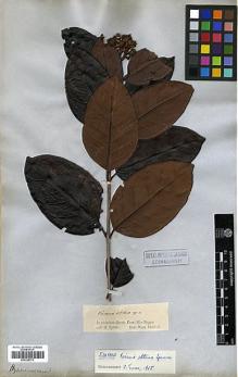 Type specimen at Edinburgh (E). Spruce, Richard: . Barcode: E00326773.