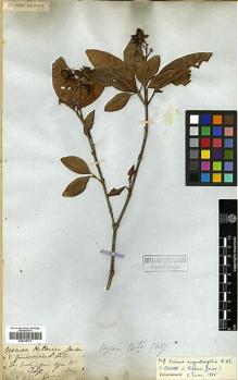 Type specimen at Edinburgh (E). Gardner, George: 329. Barcode: E00326775.