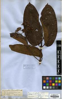Type specimen at Edinburgh (E). Spruce, Richard: . Barcode: E00326776.