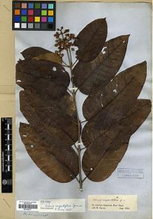Type specimen at Edinburgh (E). Spruce, Richard: . Barcode: E00326777.