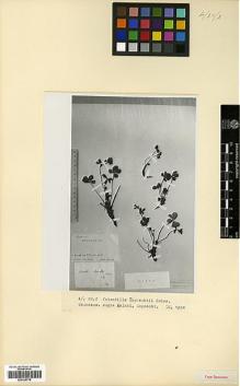 Type specimen at Edinburgh (E). Ruprecht, Franz: . Barcode: E00326778.