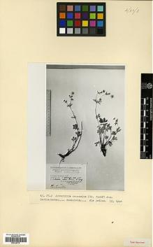 Type specimen at Edinburgh (E). Grossheim, Alexander: . Barcode: E00326779.