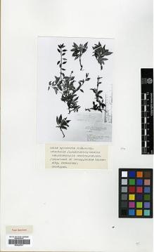 Type specimen at Edinburgh (E). Zohary, Michael: 10413. Barcode: E00326781.