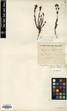 Type specimen at Edinburgh (E). Pringle, Cyrus: 8852. Barcode: E00326782.
