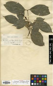 Type specimen at Edinburgh (E). Rusby, Henry: 1916. Barcode: E00326791.