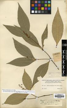 Type specimen at Edinburgh (E). Smith, Herbert: 1756. Barcode: E00326792.