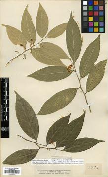 Type specimen at Edinburgh (E). Smith, Herbert: 1492. Barcode: E00326793.