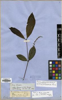 Type specimen at Edinburgh (E). Spruce, Richard: 2519. Barcode: E00326799.