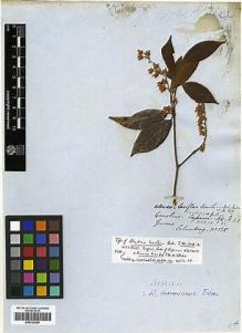 Type specimen at Edinburgh (E). Schomburgk, Robert: 125. Barcode: E00326800.