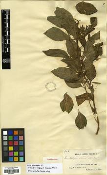 Type specimen at Edinburgh (E). Rusby, Henry: 846. Barcode: E00326807.