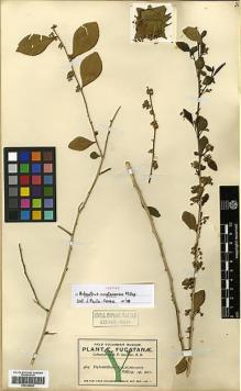 Type specimen at Edinburgh (E). Gaumer, George: 469. Barcode: E00326809.