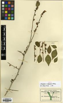 Type specimen at Edinburgh (E). Gaumer, George: 469. Barcode: E00326810.