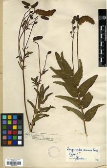 Type specimen at Edinburgh (E). Calvert, Henry; Zohrab, J.: . Barcode: E00326814.