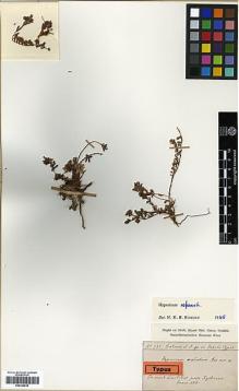 Type specimen at Edinburgh (E). Rigo, Gregorio; Sintenis, Paul: 582. Barcode: E00326816.