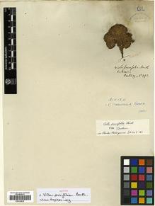 Type specimen at Edinburgh (E). Hartweg, Karl: 892. Barcode: E00326822.