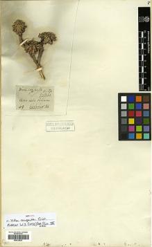 Type specimen at Edinburgh (E). Gillies, John: . Barcode: E00326823.