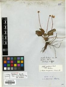Type specimen at Edinburgh (E). Hartweg, Karl: 273. Barcode: E00326826.