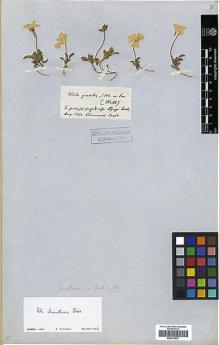 Type specimen at Edinburgh (E). Clementi, G.: . Barcode: E00326829.