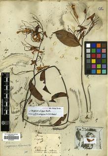 Type specimen at Edinburgh (E). Schomburgk, Robert: 214. Barcode: E00326831.