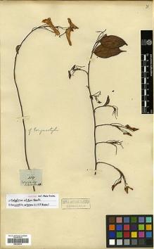 Type specimen at Edinburgh (E). Schomburgk, Robert: 214. Barcode: E00326832.