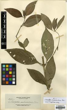 Type specimen at Edinburgh (E). Elmer, Adolph: 12441. Barcode: E00326833.