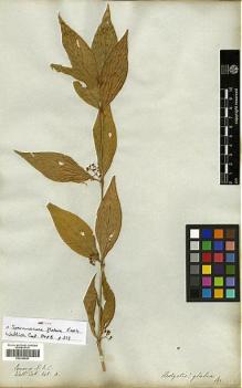 Type specimen at Edinburgh (E). Wallich, Nathaniel: 848B. Barcode: E00326843.