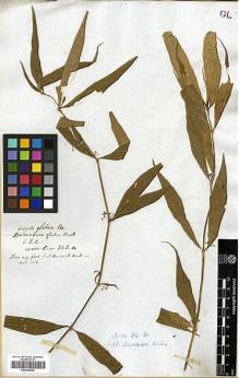 Type specimen at Edinburgh (E). Wallich, Nathaniel: 848B. Barcode: E00326845.