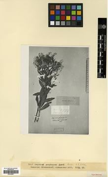 Type specimen at Edinburgh (E). Hohenacker, Rudolph: . Barcode: E00326851.