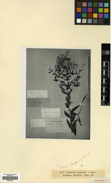 Type specimen at Edinburgh (E). Szovits, A.: . Barcode: E00326852.