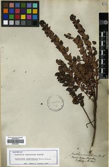 Type specimen at Edinburgh (E). Hartweg, Karl: 1207. Barcode: E00326854.