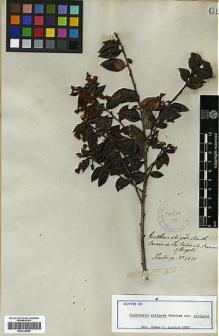 Type specimen at Edinburgh (E). Hartweg, Karl: 1211. Barcode: E00326855.