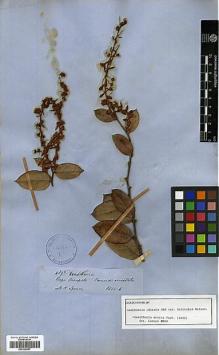 Type specimen at Edinburgh (E). Spruce, Richard: 4395. Barcode: E00326857.