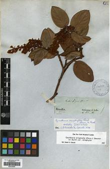 Type specimen at Edinburgh (E). Sellow, Friedrich: . Barcode: E00326858.
