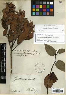 Type specimen at Edinburgh (E). Hartweg, Karl: 541. Barcode: E00326863.