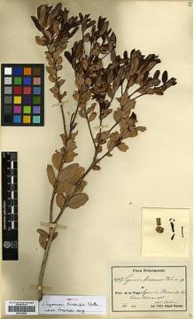 Type specimen at Edinburgh (E). Fuertes, Miguel: 1917. Barcode: E00326866.