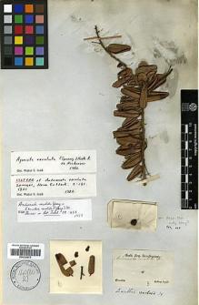Type specimen at Edinburgh (E). Sellow, Friedrich: . Barcode: E00326870.