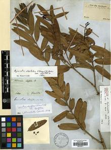Type specimen at Edinburgh (E). Sellow, Friedrich: . Barcode: E00326873.