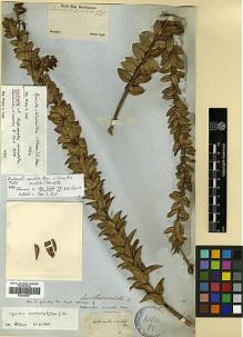 Type specimen at Edinburgh (E). Sellow, Friedrich: . Barcode: E00326877.