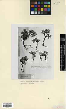 Type specimen at Edinburgh (E). : 1246. Barcode: E00326880.